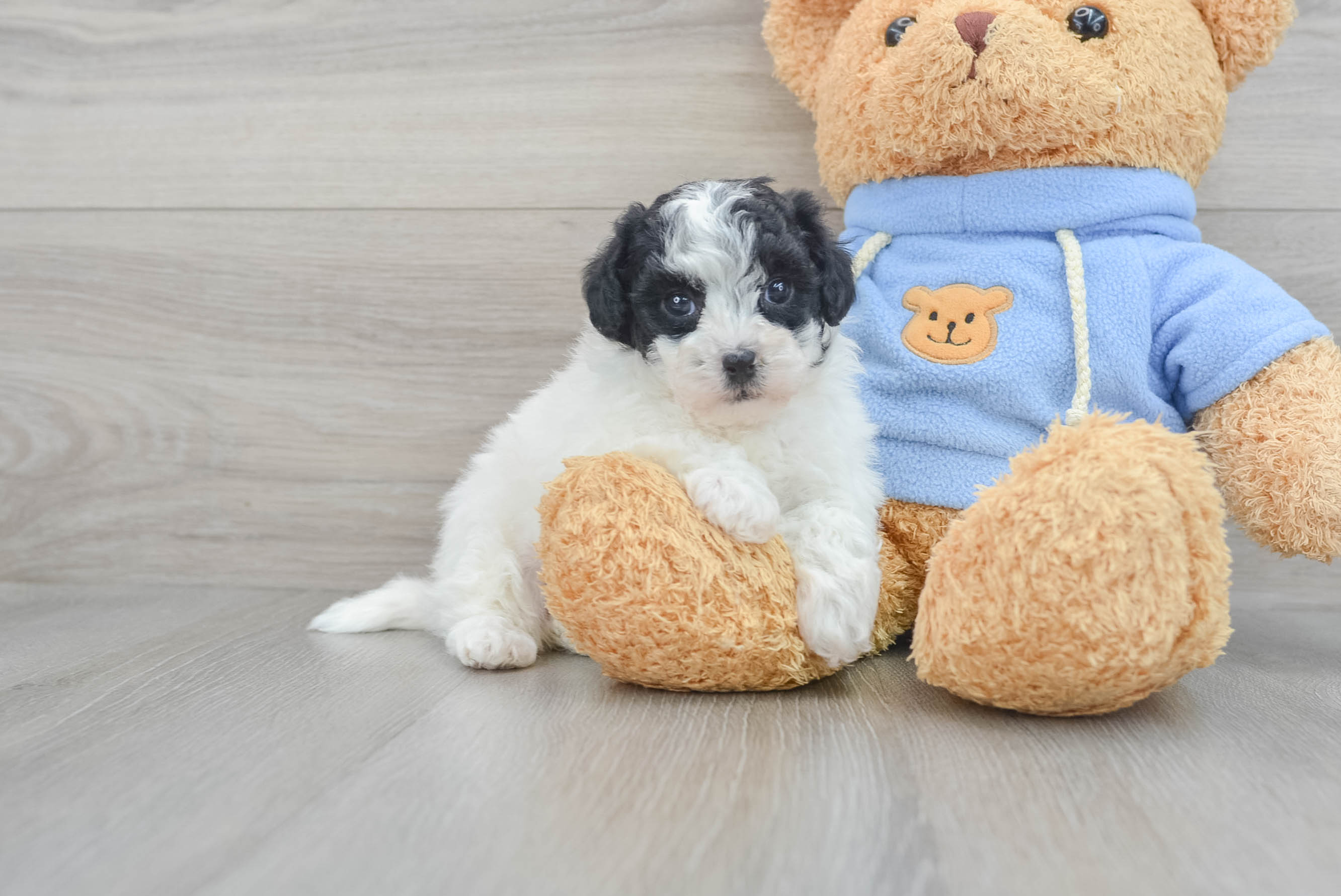 Havapoo Pup Being Cute