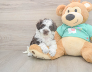 8 week old Havapoo Puppy For Sale - Puppy Love PR