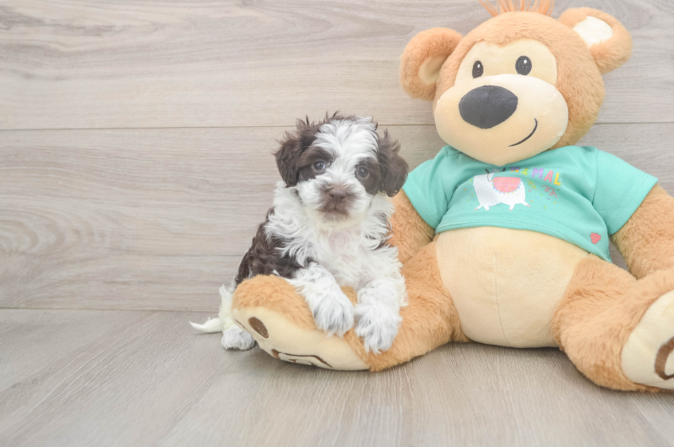 5 week old Havapoo Puppy For Sale - Puppy Love PR