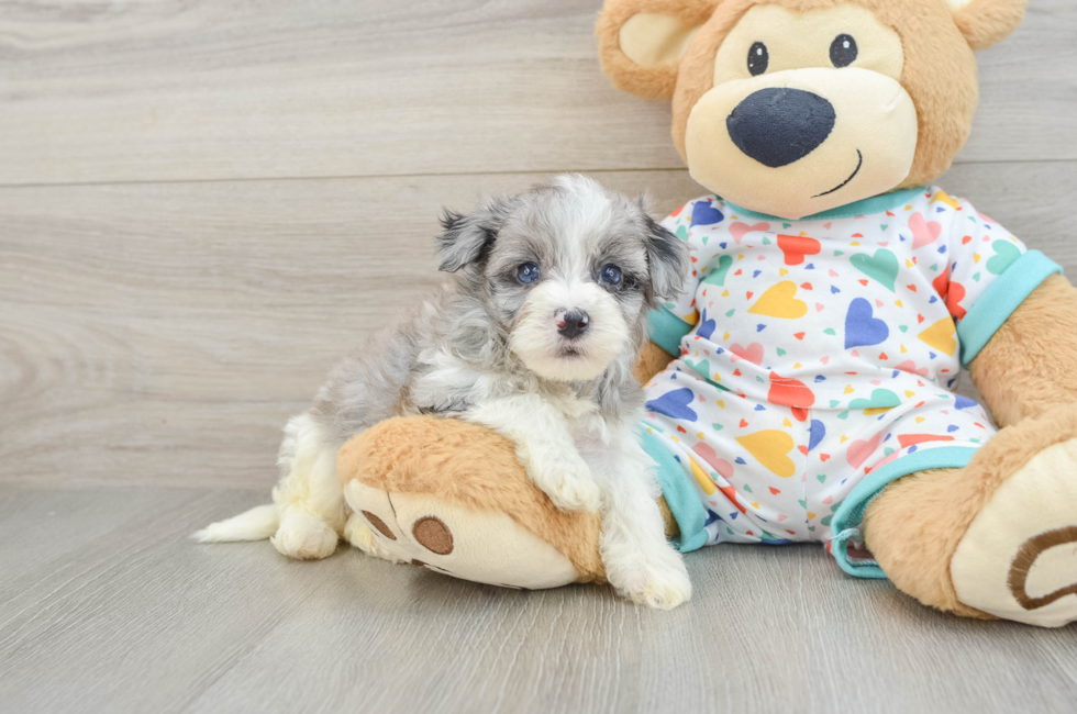 5 week old Havapoo Puppy For Sale - Puppy Love PR