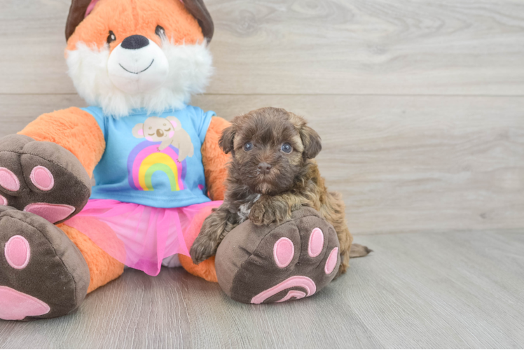 Small Havapoo Baby