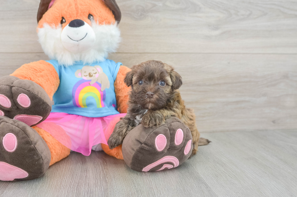 5 week old Havapoo Puppy For Sale - Puppy Love PR