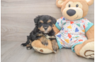 Popular Havapoo Poodle Mix Pup