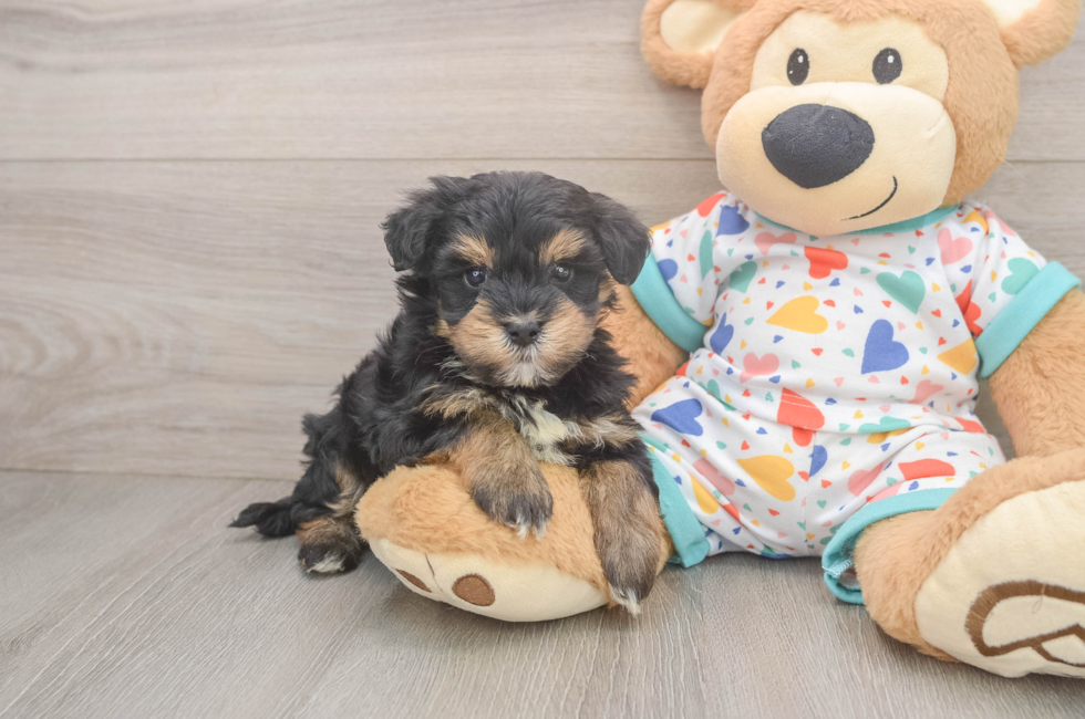 5 week old Havapoo Puppy For Sale - Puppy Love PR