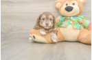 Adorable Havadoodle Poodle Mix Puppy