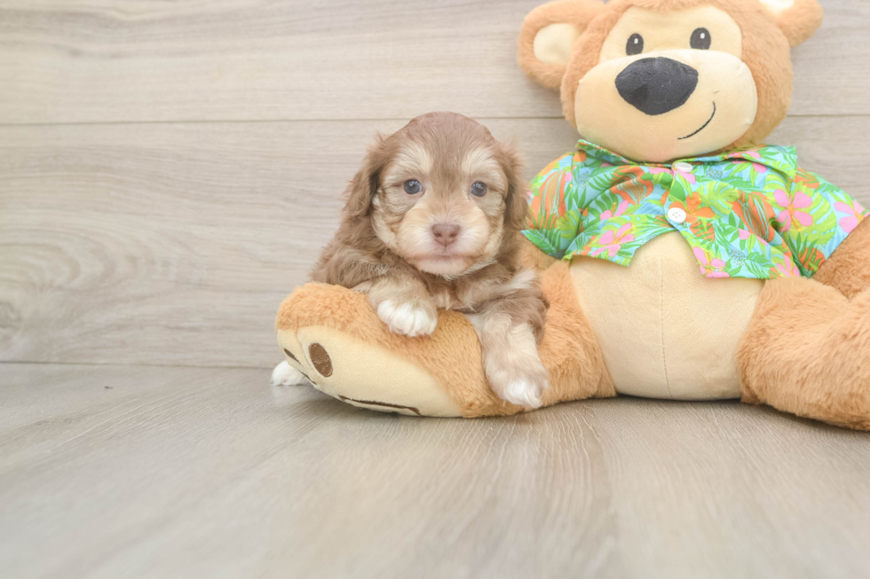 Adorable Havadoodle Poodle Mix Puppy
