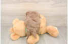 Havapoo Puppy for Adoption