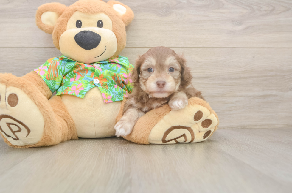 5 week old Havapoo Puppy For Sale - Puppy Love PR