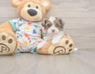 6 week old Havapoo Puppy For Sale - Puppy Love PR