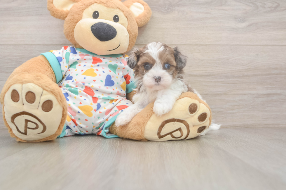 5 week old Havapoo Puppy For Sale - Puppy Love PR