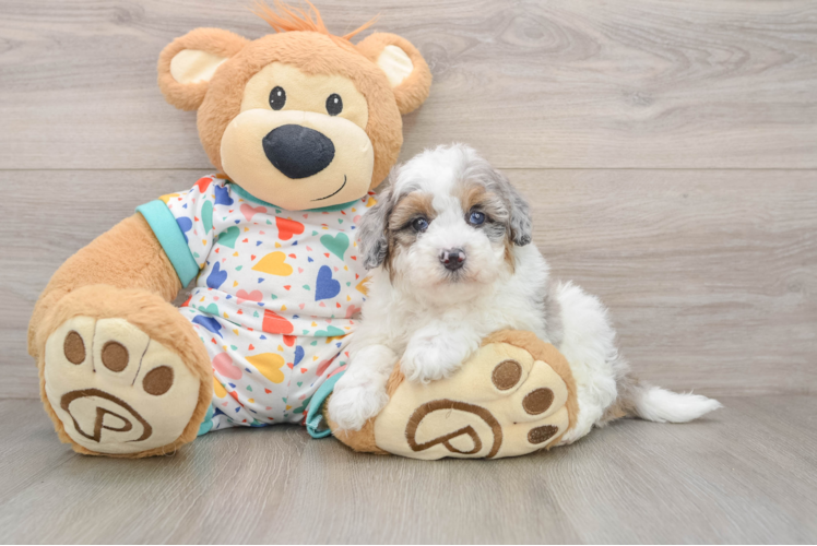 Hypoallergenic Havadoodle Poodle Mix Puppy