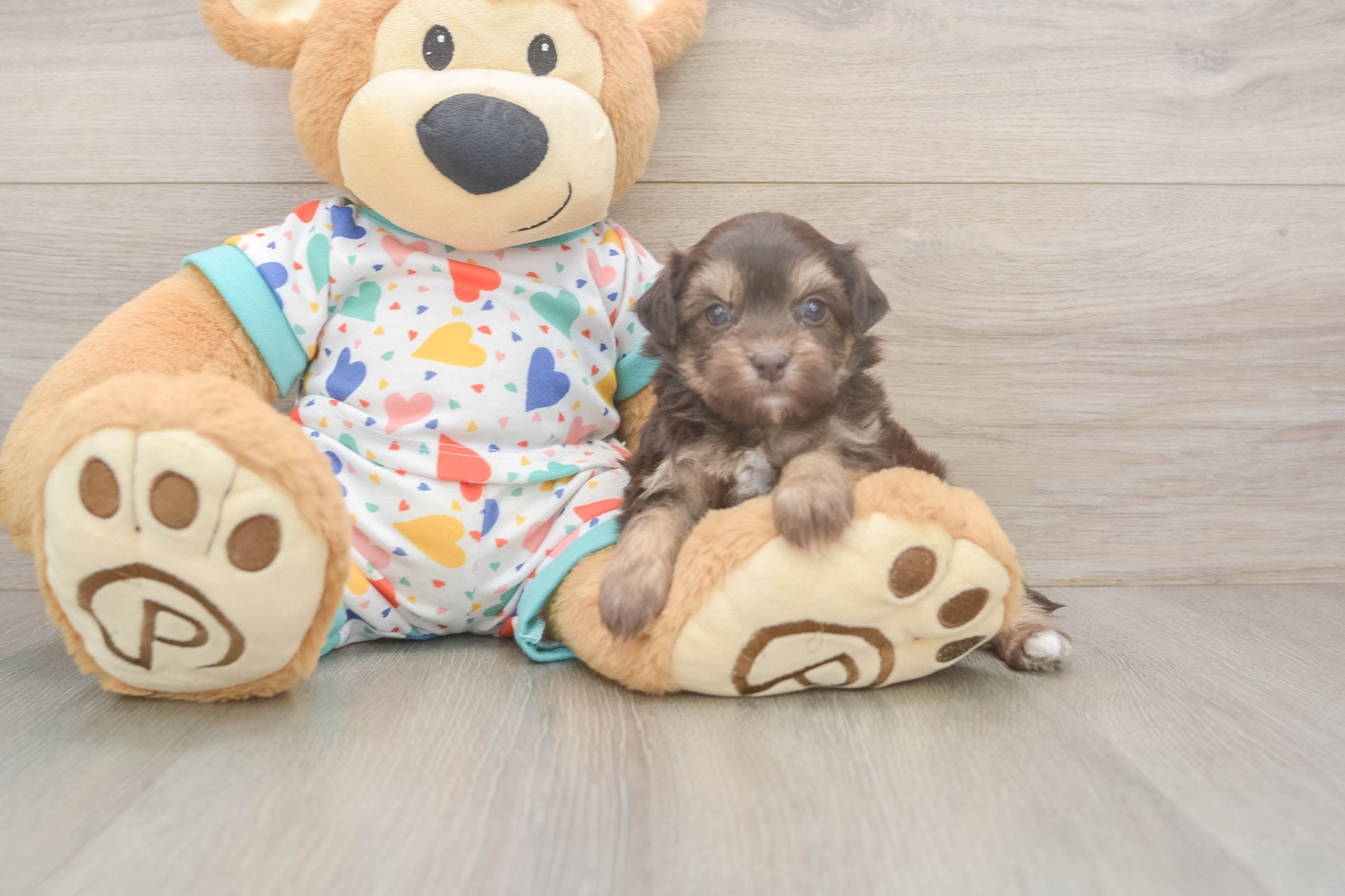Adorable Havadoodle Poodle Mix Puppy
