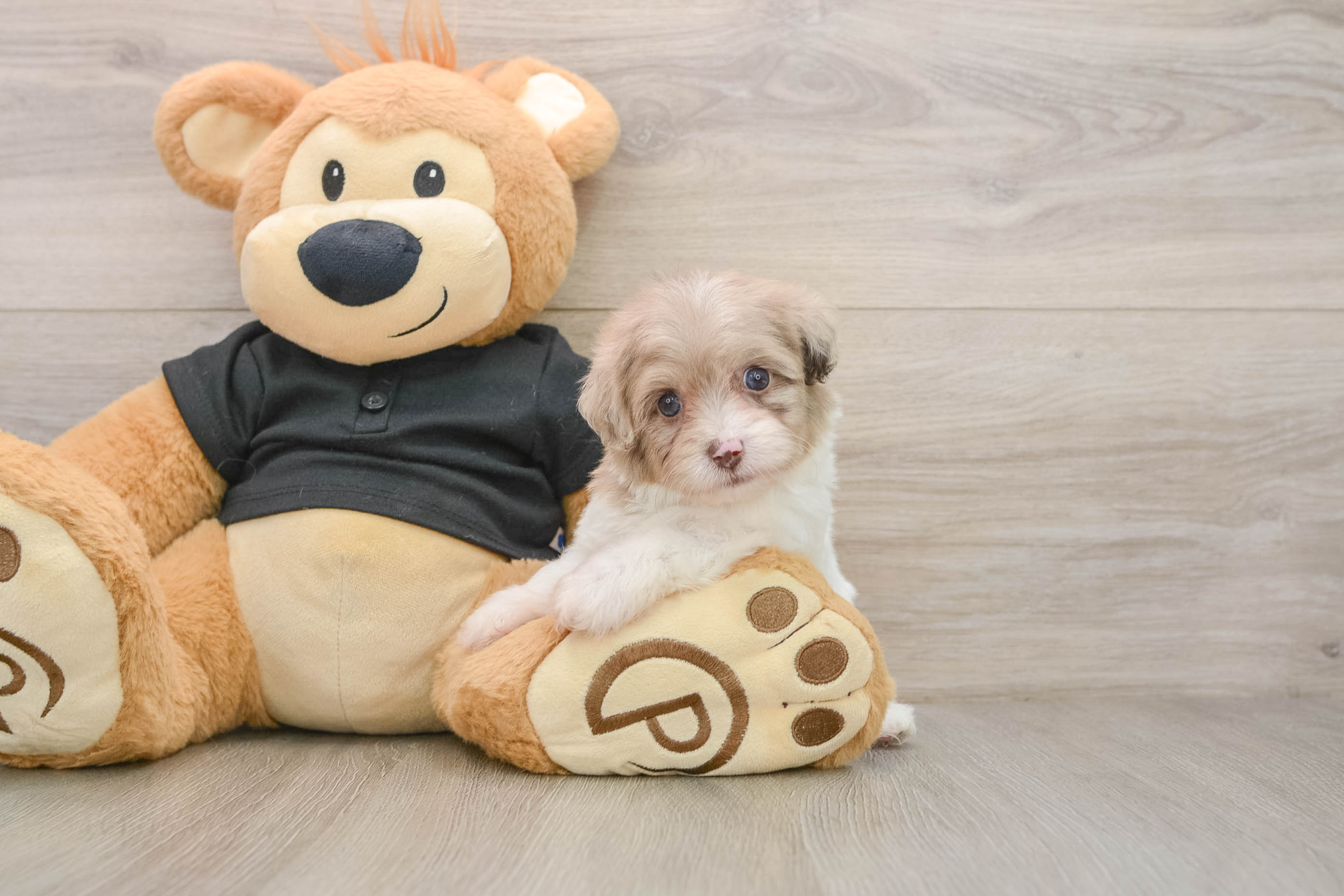 Funny Havapoo Poodle Mix Pup
