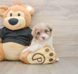 8 week old Havapoo Puppy For Sale - Puppy Love PR