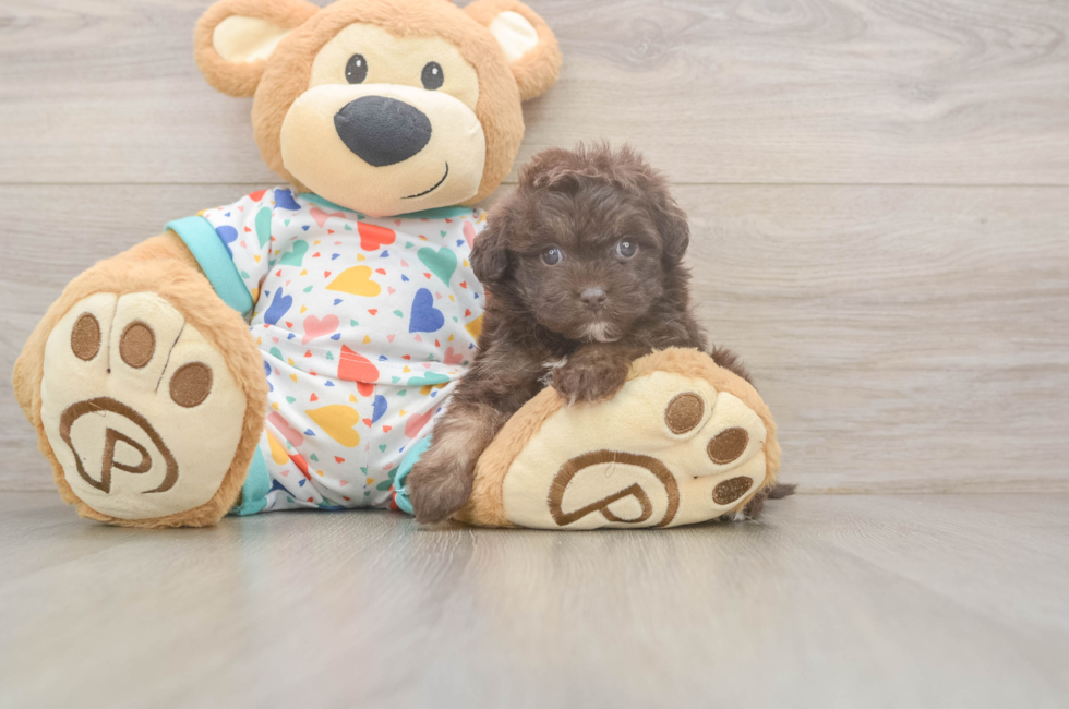 5 week old Havapoo Puppy For Sale - Puppy Love PR