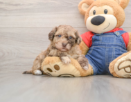 8 week old Havapoo Puppy For Sale - Puppy Love PR