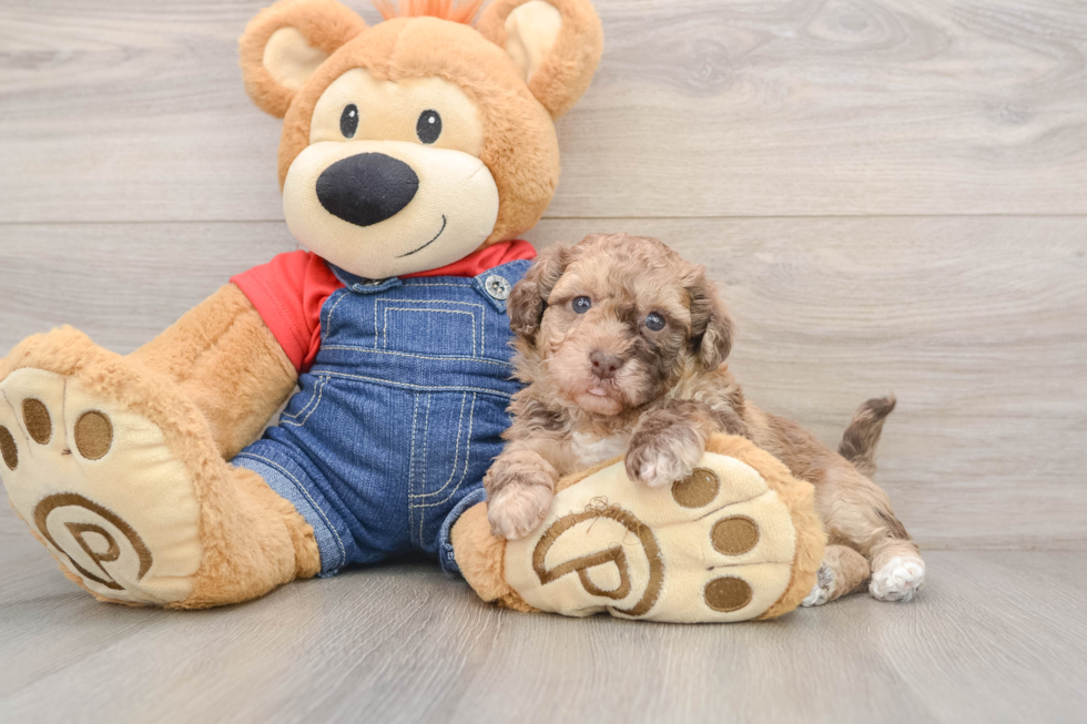 Funny Havapoo Poodle Mix Pup