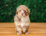11 week old Havapoo Puppy For Sale - Puppy Love PR