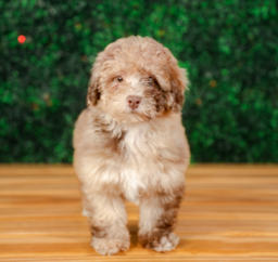 11 week old Havapoo Puppy For Sale - Puppy Love PR