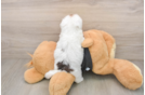 Havapoo Puppy for Adoption