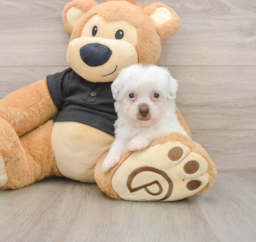 8 week old Havapoo Puppy For Sale - Puppy Love PR