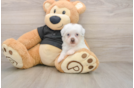 Hypoallergenic Havadoodle Poodle Mix Puppy