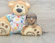 9 week old Havapoo Puppy For Sale - Puppy Love PR
