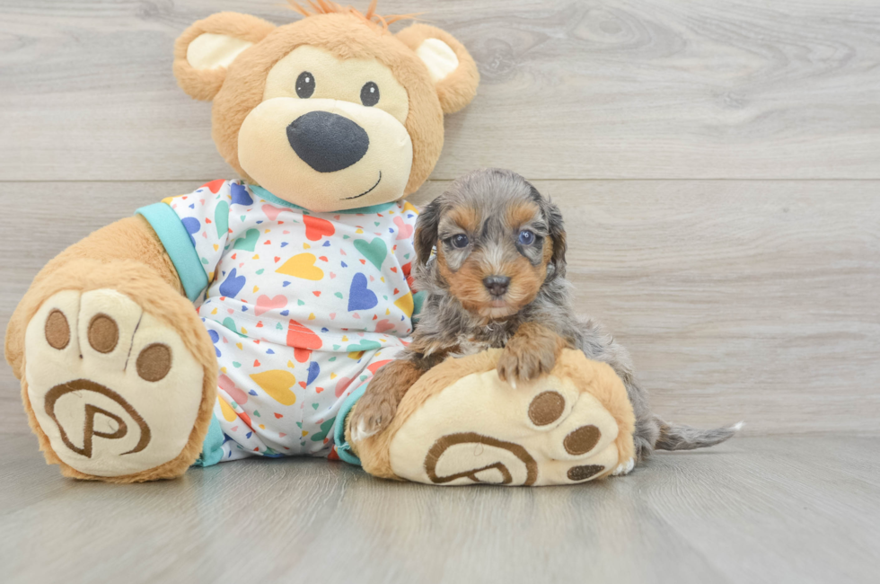 6 week old Havapoo Puppy For Sale - Puppy Love PR
