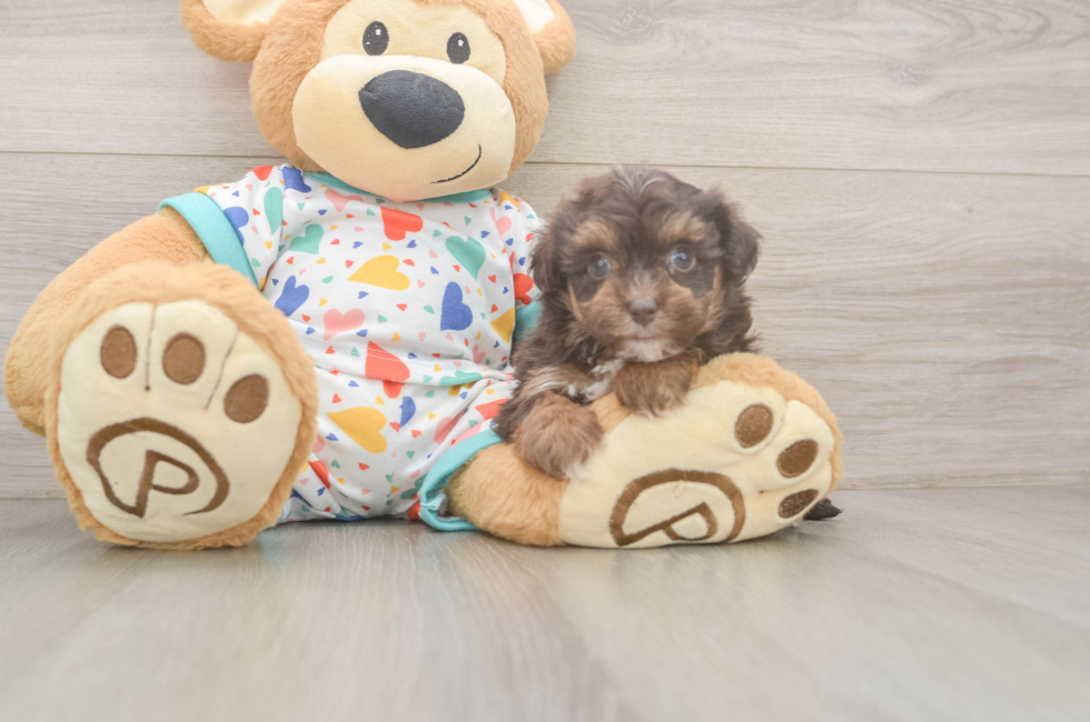 5 week old Havapoo Puppy For Sale - Puppy Love PR