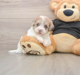 8 week old Havapoo Puppy For Sale - Puppy Love PR