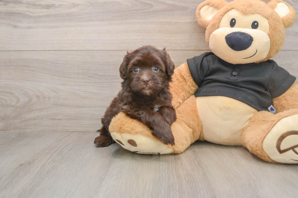 Smart Havapoo Poodle Mix Pup
