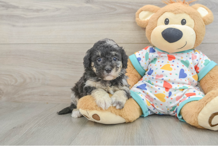 Havapoo Puppy for Adoption