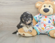 10 week old Havapoo Puppy For Sale - Puppy Love PR