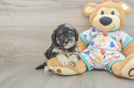 Cute Havapoo Baby