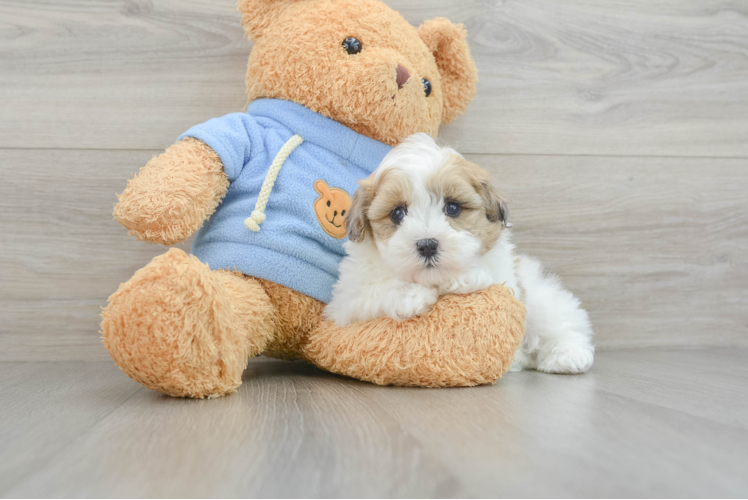 Meet Marlin - our Havapoo Puppy Photo 1/3 - Puppy Love PR Small Havapoo Baby