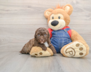 7 week old Havapoo Puppy For Sale - Puppy Love PR