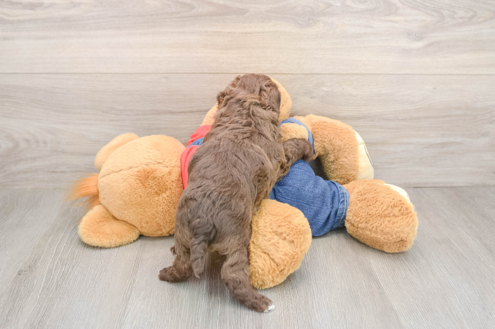Havapoo Pup Being Cute