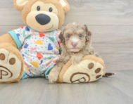 9 week old Havapoo Puppy For Sale - Puppy Love PR