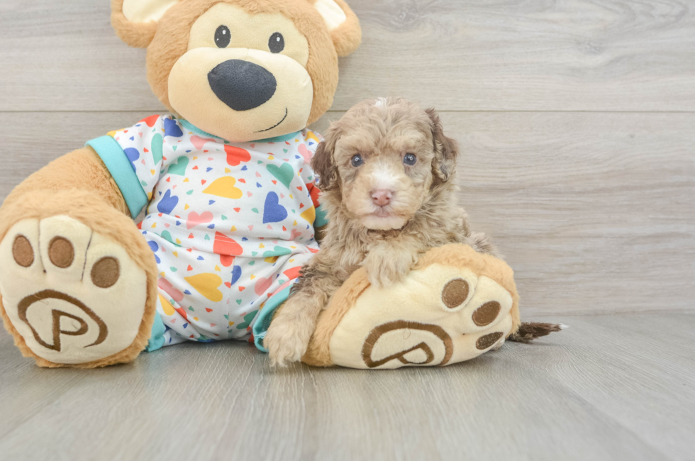 6 week old Havapoo Puppy For Sale - Puppy Love PR