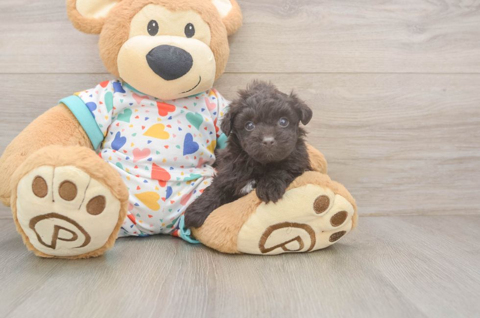 5 week old Havapoo Puppy For Sale - Puppy Love PR