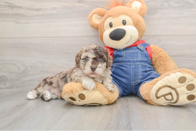 Havapoo Puppy for Adoption