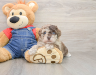 8 week old Havapoo Puppy For Sale - Puppy Love PR