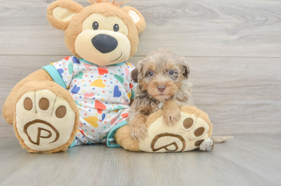 6 week old Havapoo Puppy For Sale - Puppy Love PR