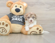 8 week old Havapoo Puppy For Sale - Puppy Love PR