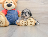 8 week old Havapoo Puppy For Sale - Puppy Love PR