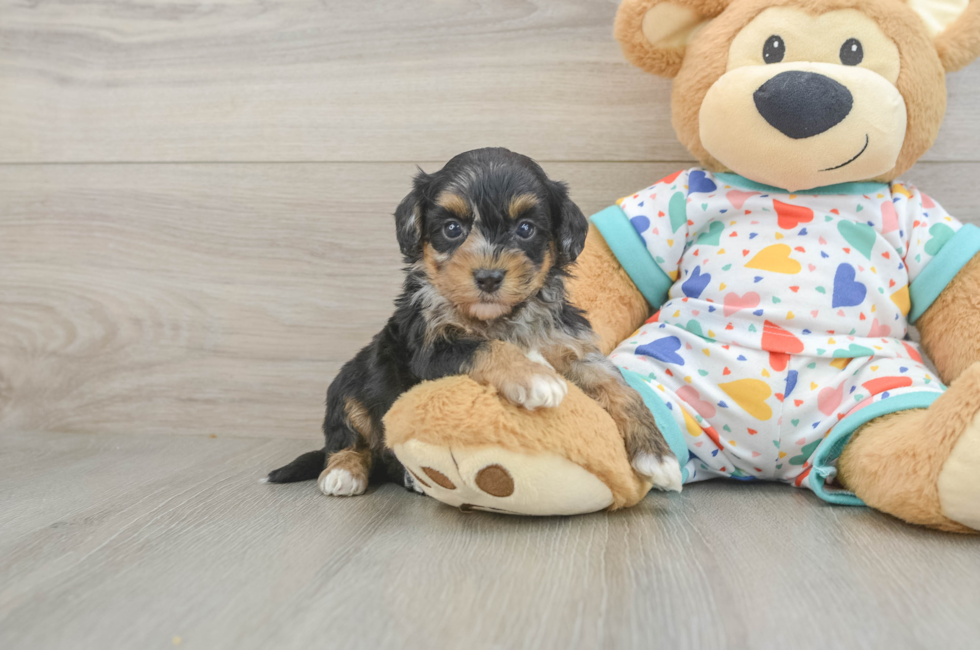 6 week old Havapoo Puppy For Sale - Puppy Love PR
