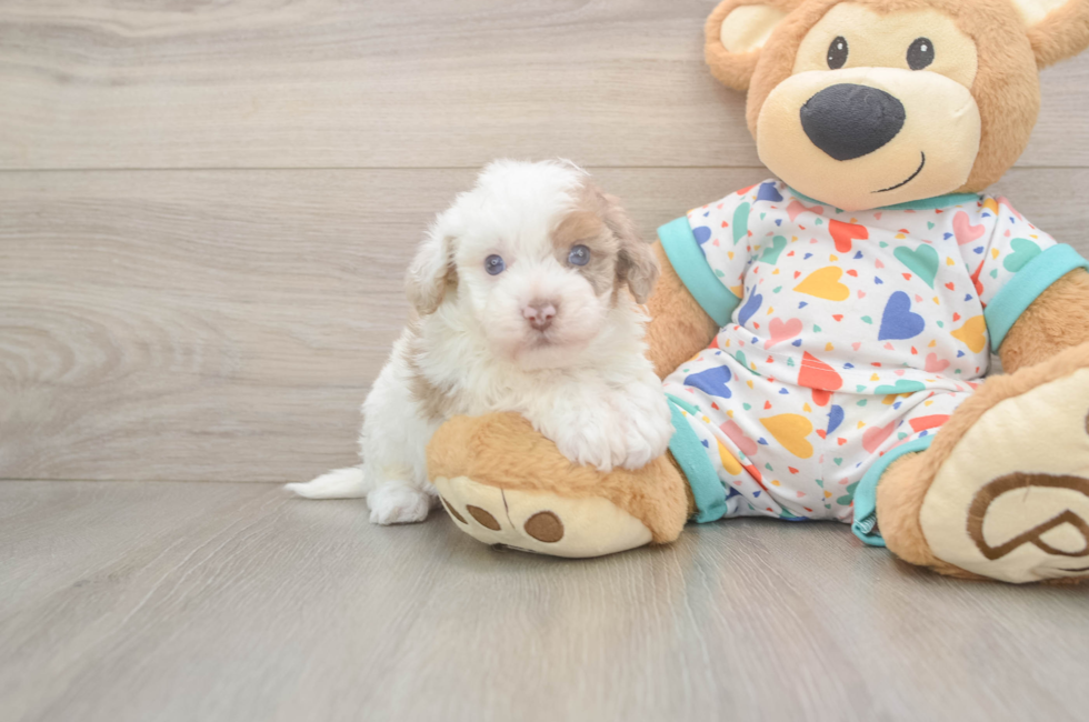 5 week old Havapoo Puppy For Sale - Puppy Love PR