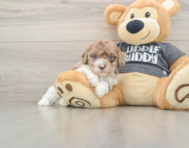 8 week old Havapoo Puppy For Sale - Puppy Love PR