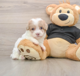8 week old Havapoo Puppy For Sale - Puppy Love PR