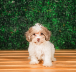 9 week old Havapoo Puppy For Sale - Puppy Love PR
